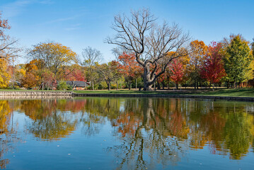 Scenic Pond Landscape with 350 Year Cottonwood Tree in Fall 