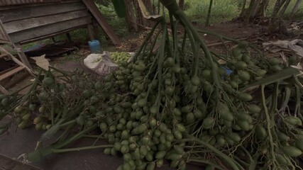 4K 60 FPS video of fresh green areca nut bunches and fruits, just harvested from the tree and about to be sold.