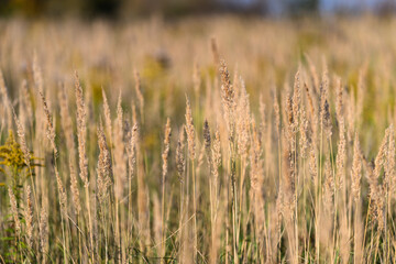 Obraz premium Golden Grasses Gracefully Surrounding Us in a Beautifully Sunlit Field of Lush Green Nature