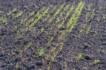Freshly Sprouted Green Rice Plants Growing on Fertile Soil That Supports Life and Growth