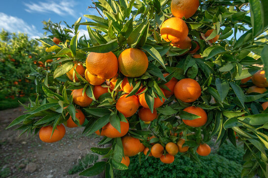 SAGUNTO, SPAIN &ndash; NOVEMBER 7, 2025: Ripe oranges hanging on branches of orange trees at sunrise in Sagunto, Valencia province, Spain, showing Mediterranean citrus cultivation during harvest season.
