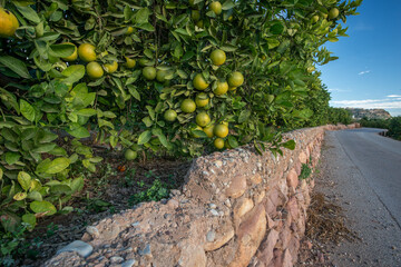 Rows of orange trees in Mediterranean farmland near Sagunto, Valencia province, Spain.