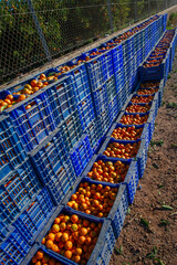 SAGUNTO, SPAIN – NOVEMBER 7, 2025: Plastic crates filled with freshly harvested oranges during...