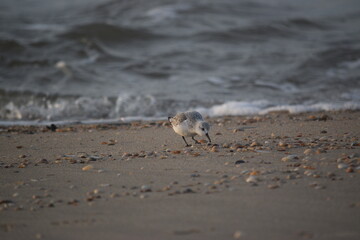 Abendstimmung an der Küste