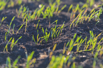 Lush Green Sprouts Are Beautifully Emerging From the Rich and Dark Soil Beneath Them