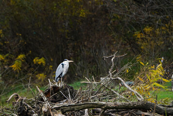 Grey heron