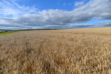 A Golden Field Spread Out Under a Beautifully Cloudy Sky with Some Flourishing Crops