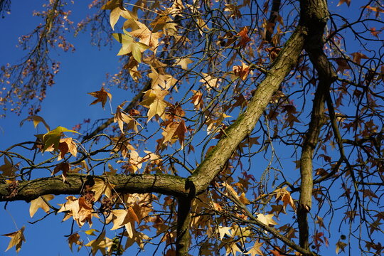 Teilaufnahme eines Amerikanischen Amberbaums (Liquidambar styraciflua) im November