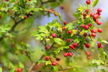 Vibrant and Colorful Hawthorn Berries on Lush Green Leaves in the Beautiful Outdoors