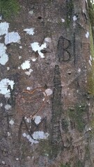 Cœur gravé sur l’écorce d’un arbre en forêt