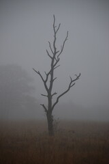 Herbststimmung im Moor, Herbstspaziergang