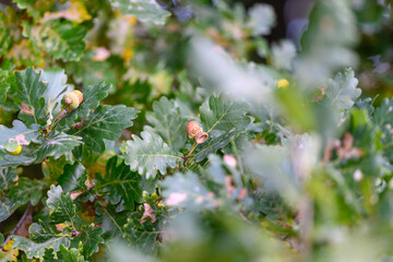 Detailed CloseUp of Vibrant Green Oak Leaves Featuring Various Insects and Invertebrates