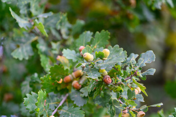 An UpClose View of the Beautiful Oak Tree Acorns and Their Glorious, Vibrant Leaves
