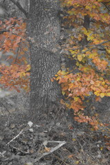 Herbststimmung im Moor, Herbstspaziergang