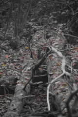 Herbststimmung im Moor, Herbstspaziergang