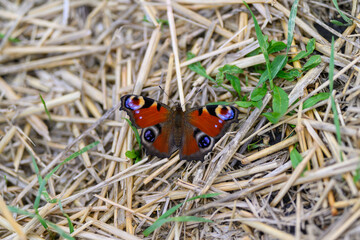 A beautifully stunning Peacock Butterfly resting gracefully on a straw ground surface