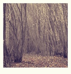 Herbststimmung im Moor, Herbstspaziergang
