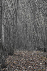 Herbststimmung im Moor, Herbstspaziergang