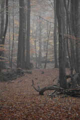 Herbststimmung im Moor, Herbstspaziergang