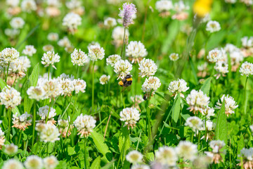 A picturesque blooming meadow adorned with an array of vibrant flowers and crucial pollinators