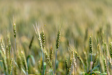 A Beautiful and Lush Golden Wheat Field Flourishing in the Early Growth Stage of Its Life Cycle
