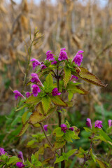 A macro photograph features vibrant purple flowers and green leaves of a wild field plant, standing out against a blurred background of dry agricultural crop.