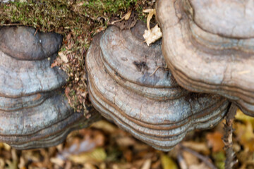 An extreme close-up shot showcases the layered texture and concentric rings of several large bracket fungi growing on a tree.