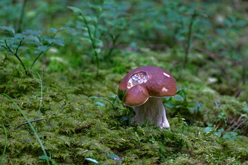 Boletus edulis, porcini in the forest