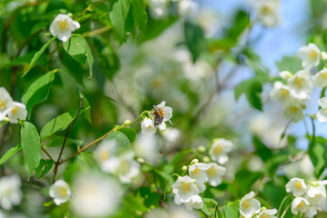 Stunning and Beautiful Blooming Flowers with a Bee in a Natural and Serene Setting