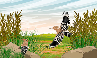 A pair of hoopoes in a clearing. Wildlife of Europe, Asia, and Africa. Realistic vector landscape. © AnnstasAg