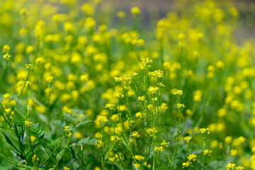 A Beautiful Field of Bright Yellow Wildflowers in Full Bloom, Showcasing Natures Splendor