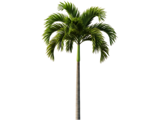A tall, slender palm tree with lush green fronds, isolated on a transparent background, perfect for tropical or exotic themes