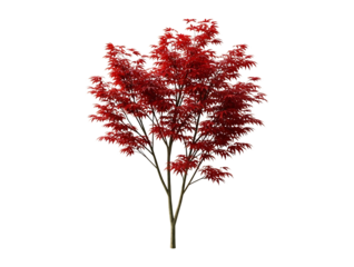 A vibrant red japanese maple tree with delicate leaves, isolated on a clean transparent background, showcasing its natural beauty and intricate branching structure