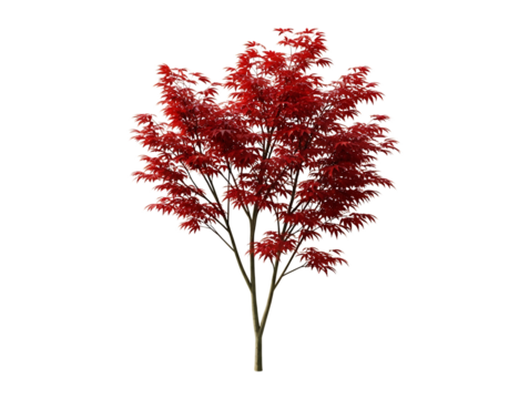 A vibrant red japanese maple tree with delicate leaves, isolated on a clean transparent background, showcasing its natural beauty and intricate branching structure