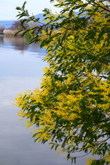 Close-up of mimosa branch