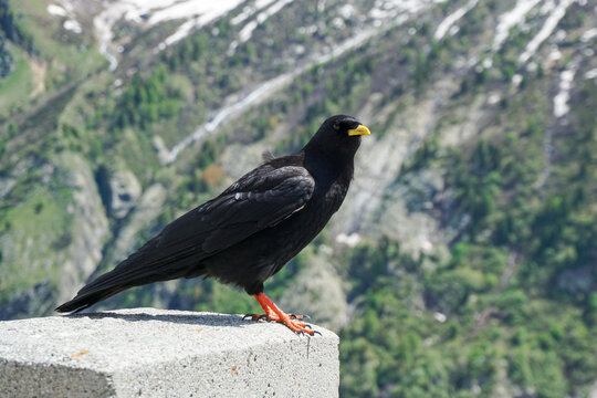 A black bird with yellow beak stands on a rock in front of a mountain