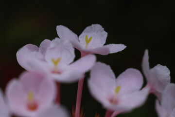 Obraz premium Luculia gratissima (Himalayan Snow Ball) ,dark green foliage and clusters of soft, deep pink flowers that emit a rich, sweet fragrance . Doi Luang Chiang Dao , THAILAND 