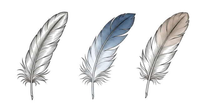 Three detailed illustrations of bird feathers, each unique in color and texture, isolated on transparent background