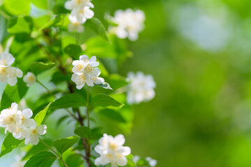 Delicate White Flowers Blooming Beautifully Against a Lush Green Verdant Background