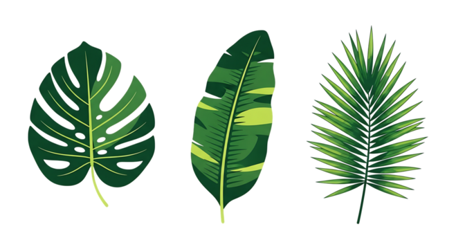 Three distinct tropical plant leaves, including a monstera leaf, a banana leaf, and a palm leaf, isolated on transparent background