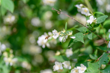 Delicate and Beautiful White Flowers with a Bee Happily Gathering Sweet Nectar to Enjoy