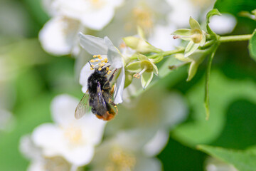 A Beautiful Bee Pollinating Delicate White Flowers in the Heart of Natures Splendor