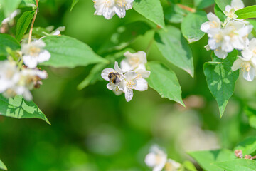 The Delicate Blossoms of Spring with a Busy Bee in Natures Ecological Wonderland