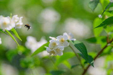 A Bumblebee is Actively Pollinating White Flowers in a Lush Green Environment Filled with Life
