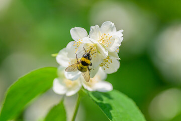 A honeybee pollinates a white flower outdoors, contributing to the ecosystems health