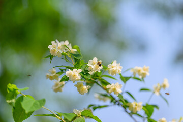 Delicate, Beautiful White Flowers in Spring Blooming Under a Clear Blue Sky in Nature