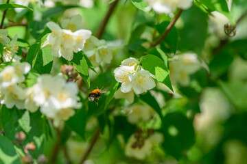The Beautiful Blossoming Flowers with Bees Making Their Home in the Spring Season
