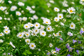 Stunningly Beautiful Wildflowers in Bloom Display Vibrant and Lively Colors Across Nature