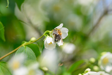 A Beautiful Bee Pollinating a White Flower During the Vibrant Bloom of Springtime