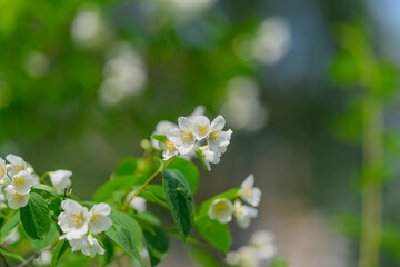 Delicate White Flowers with Green Foliage Beautifully Rendered in Soft Focus and Graceful Light